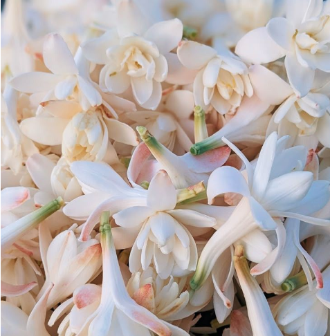 Un amas dense de fleurs de tubéreuses blanches et fraîches, aux pétales charnus et aux tiges vert tendre légèrement rosées à la base.