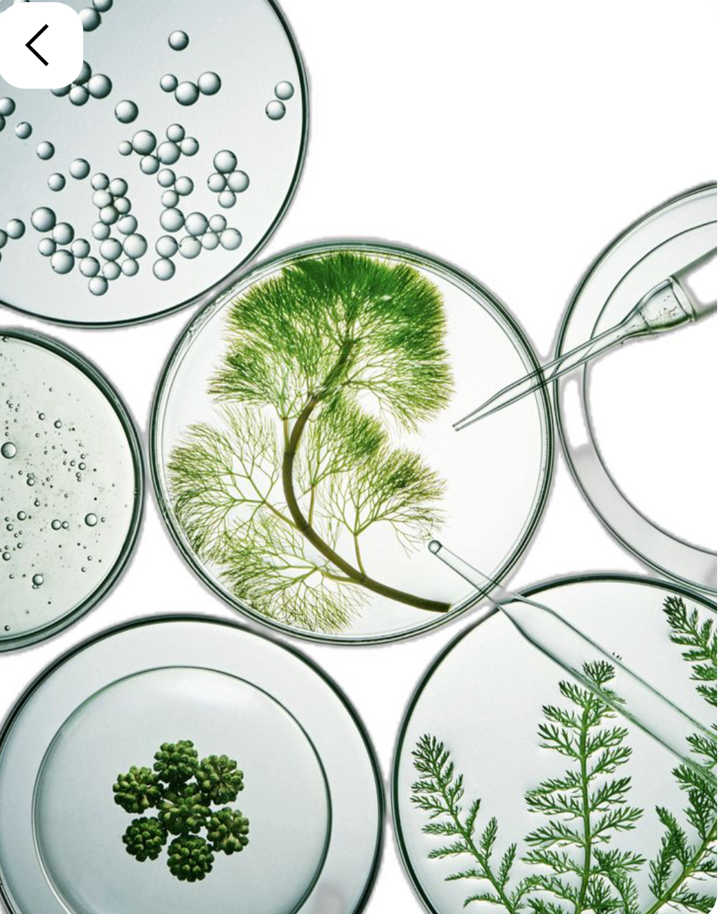 Une vue de dessus montrant plusieurs boîtes de Pétri en verre sur un fond blanc épuré. Elles contiennent diverses plantes vertes alpines, des micro-bulles d'actifs et des textures de sérums, accompagnées de pipettes de laboratoire de précision.